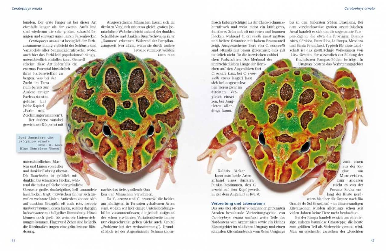 Schmuckhornfrösche – Die Gattung Ceratophrys